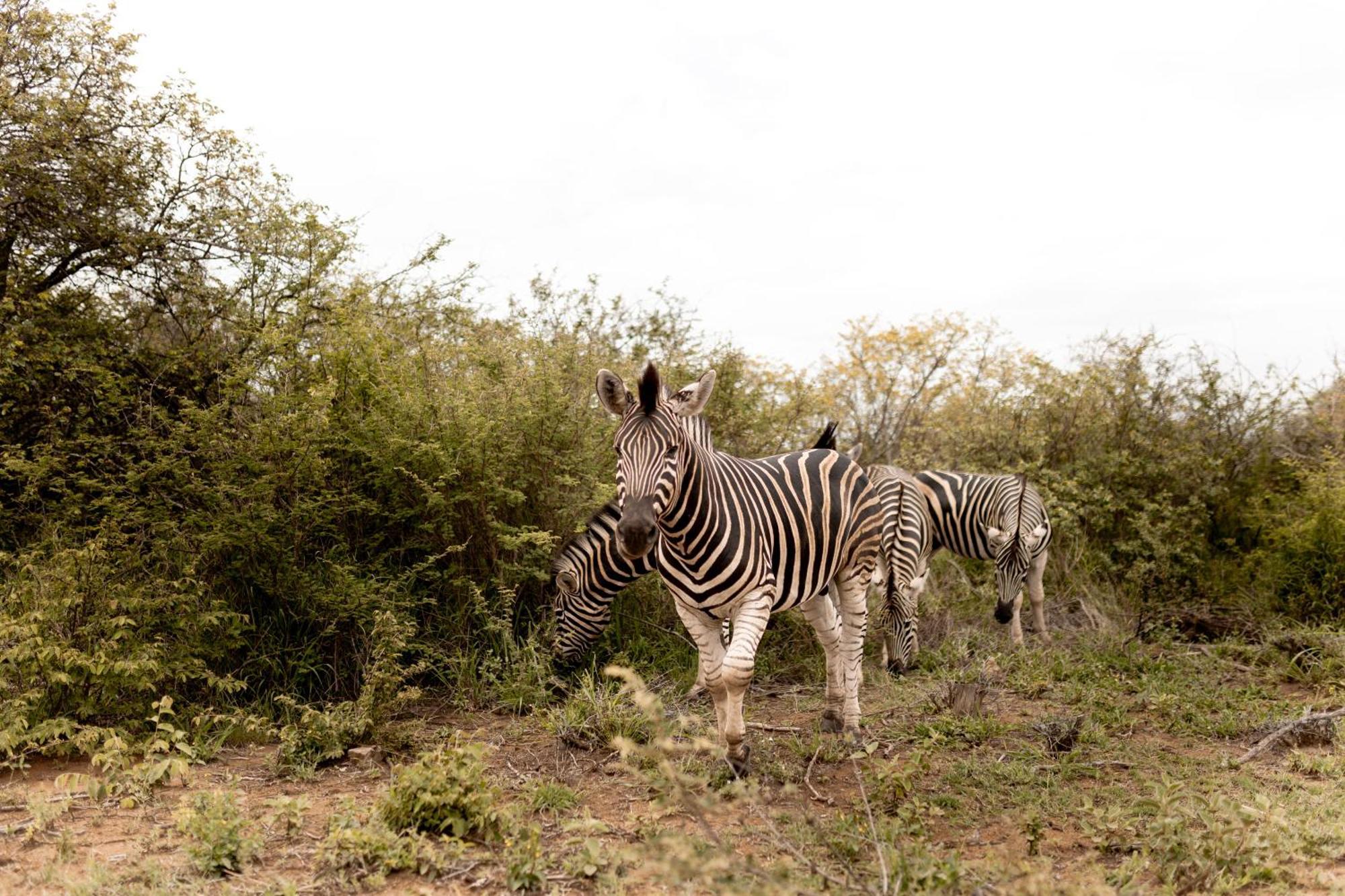 Little Kubu Lodge Hoedspruit Exterior photo